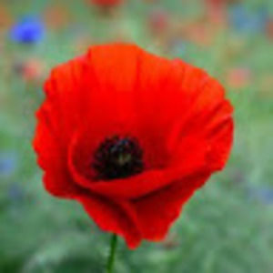 Meet your Posher, Sheila